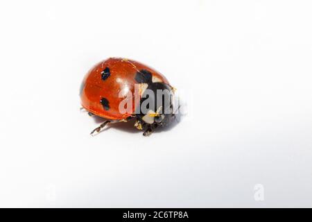 macro primo piano di ladybird ladybug isolato su sfondo bianco Foto Stock