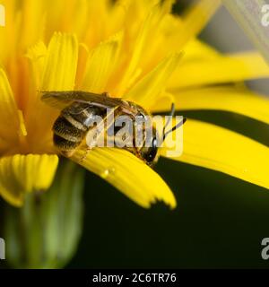 L'ape comune del solco, Lasioglossum calceatum, che si nutre del polline di un fiore di un falco in un prato britannico. Foto Stock