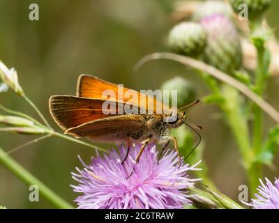 Adulto maschio piccolo skipper farfalla di alimentazione su cardo strisciante, Cirsium arvense, in Gran Bretagna prateria Foto Stock