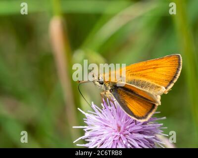 Femmina adulto piccolo skipper farfalla di alimentazione su cardo strisciante, Cirsium arvense, in Gran Bretagna prateria Foto Stock