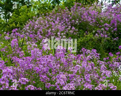 I fiori selvatici porpora di Dame che crescono nella tarda primavera nella Pennsylvania sud-occidentale vicino a Pittsburgh. Foto Stock