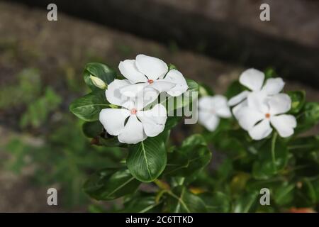 Bianco Catharanthus roseus fiore in giardino Foto Stock