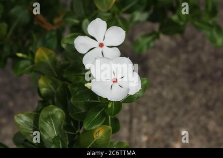 Bianco Catharanthus roseus fiore in giardino Foto Stock