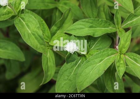 Primo piano di White Small flower o Gomphrena globosa Flower Foto Stock