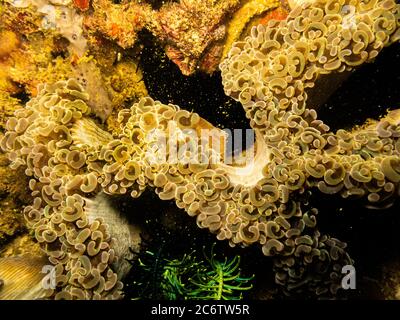 Corallo incredibilmente bello in una barriera corallina di Puerto Galera nelle Filippine. Queste barriere coralline sono così sane e brulicanti di vita Foto Stock