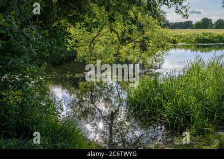 Splendido fiume torbido che galleggia attraverso una lussureggiante area verde. Riflessi dagli alberi Foto Stock