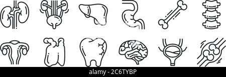 set di 12 icone di contorno sottili come osso, cervello, timo, osso, fegato, urinario per il web, mobile Illustrazione Vettoriale