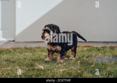 Vista laterale di un simpatico cucciolo di due mesi di età in piedi su erba verde nel giardino, fuoco selettivo. Foto Stock