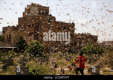 Sanaa, Yemen. 12 luglio 2020. Un ragazzo cammina attraverso un sciame di locuste desertiche a Sanaa, Yemen, 12 luglio 2020. L'Organizzazione delle Nazioni Unite per l'alimentazione e l'agricoltura (FAO) ha affermato che la minaccia delle locuste nel deserto in Africa è una delle maggiori sfide che i sistemi alimentari del mondo devono affrontare, creando già impatti devastanti in Africa orientale e Yemen. Secondo la FAO, un piccolo sciame di parassiti può in un giorno mangiare colture che altrimenti avrebbero potuto nutrire 35,000 persone. Credit: Yamon/Yamon Live News Foto Stock