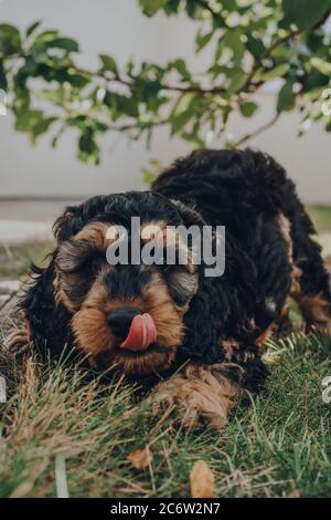Cucciolo di Cockapoo di due mesi che invita a giocare in giardino, lingua fuori, fuoco selettivo sugli occhi. Foto Stock