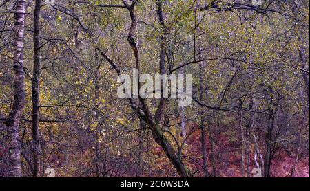 Mattina di primavera di Misty a Heath Warren Hampshire Foto Stock