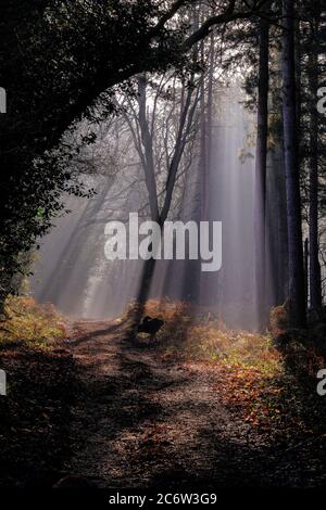 Mattina di primavera di Misty a Heath Warren Hampshire Foto Stock