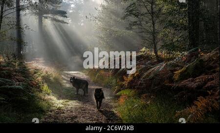 Mattina di primavera di Misty a Heath Warren Hampshire Foto Stock