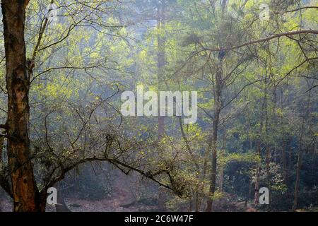 Mattina di primavera di Misty a Heath Warren Hampshire Foto Stock