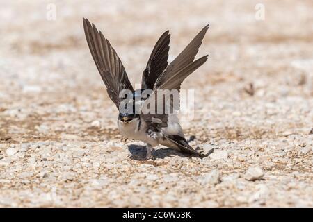 Casa comune Martin (Delichon urbicum meridionale), due adulti in lotta, Abruzzo, Italia Foto Stock