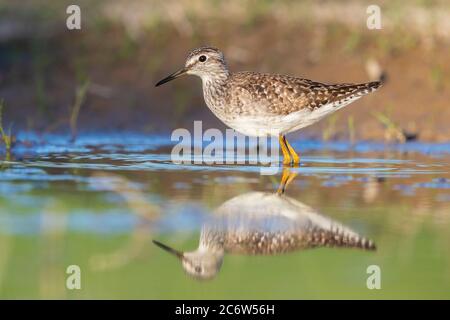 Wood Sandpiper (Tringa glareola), la vista laterale di un adulto in piedi in acqua, Campania, Italia Foto Stock