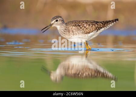 Wood Sandpiper (Tringa glareola), la vista laterale di un adulto in piedi in acqua, Campania, Italia Foto Stock