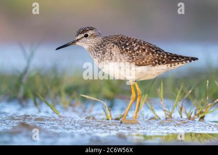 Wood Sandpiper (Tringa glareola), la vista laterale di un adulto in piedi in acqua, Campania, Italia Foto Stock