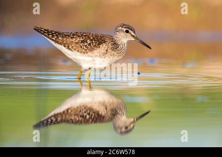 Wood Sandpiper (Tringa glareola), la vista laterale di un adulto in piedi in acqua, Campania, Italia Foto Stock