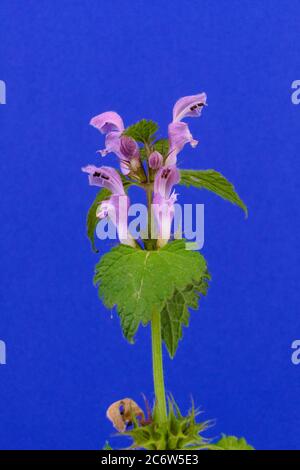 Primo piano di un Wild violetto fiori maculatum maculatum maculatum maculatum macchia o ortica morta Foto Stock