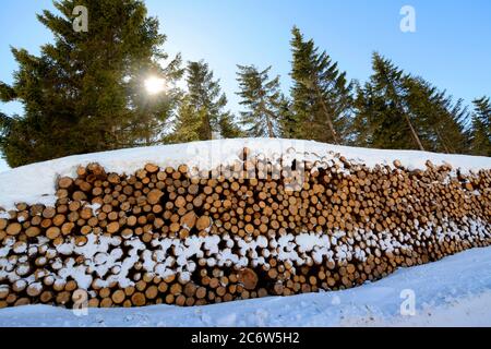 Mucchi di tronchi, alberi tagliati. Parco Naturale Regionale di Livradois Forez, Puy de Dome, Auvergne, Francia Foto Stock