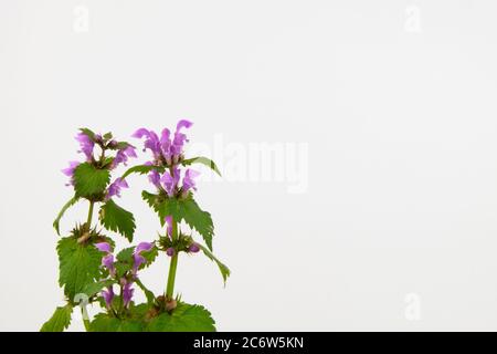 Primo piano di un Wild violetto fiori maculatum maculatum maculatum maculatum macchia o ortica morta Foto Stock