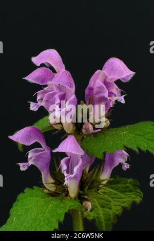 Primo piano di un Wild violetto fiori maculatum maculatum maculatum maculatum macchia o ortica morta Foto Stock