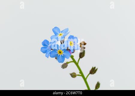 I fiori del giardino minuscoli dimenticano-me-nots su uno sfondo bianco, nome scientifico Myosotis. Foto Stock