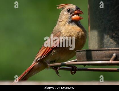 Femmina del cardinale del nord seduto sul lato dell'alimentatore di uccelli. Foto Stock