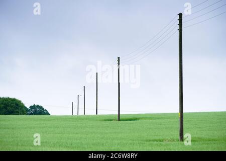 Poli del telegrafo e cavi di comunicazione telefonica attraverso il campo verde Foto Stock