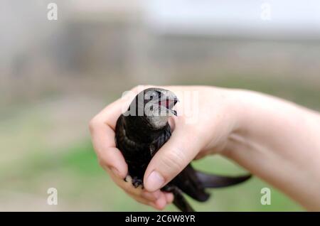 Ritratto di un rondino con bocca aperta in mani femminili. Salvezza di un giovane veloce. Liberarsi. Amore per la natura e gli animali. Primo piano. Selettivo Foto Stock