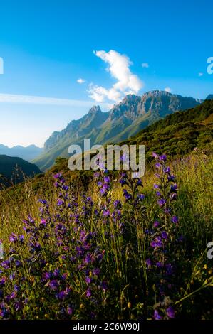 fiori violetti nella catena montuosa anteriore con cielo blu Foto Stock