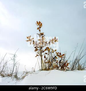 La quercia solitaria si erge resiliente tra il paesaggio innevato nella stagione invernale Foto Stock