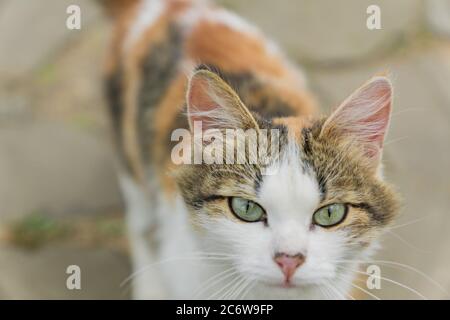 gatto multicolore vagante guardando alla telecamera Foto Stock