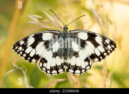 Farfalla bianca marmorizzata, Melanargia galatea, attraente farfalla bianca e nera, arroccata su una foglia, Bedfordshire, UK, estate 2020 Foto Stock