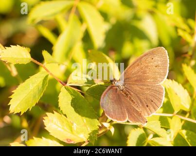 Ringlet Butterfly, arroccato sulla vegetazione in un prato, Regno Unito Bedfordshire Foto Stock