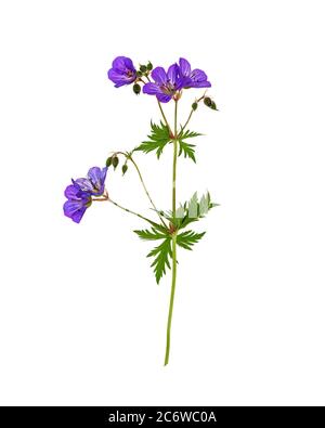 Prato di Pratense di Geranium su uno sfondo bianco. Foto Stock