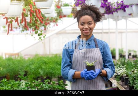 Giorno di primavera e giardiniere di lavoro. Donna afroamericana che tiene una pentola con il semenzolo su sfondo serra Foto Stock