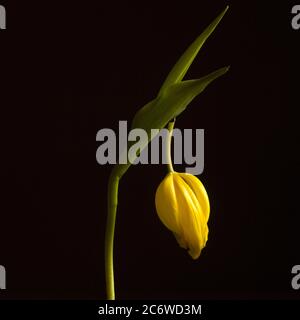 Tulipano giallo sbiadito su sfondo nero Foto Stock