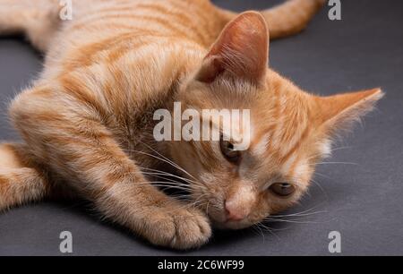gattino dorme sulla carta grigia, orizzontale Foto Stock