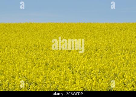 Un campo di colza giallo brillante in primavera con due alberi con cielo blu profondo in campagna Foto Stock