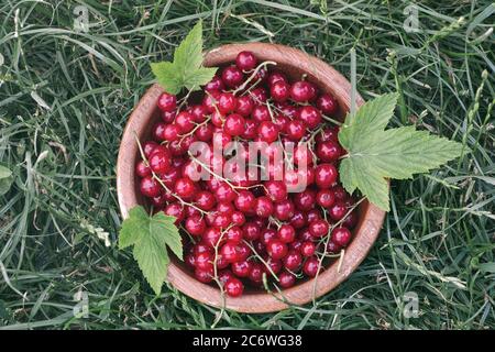 Ribes organico appena raccolto in una ciotola. Primo piano. Foto Stock