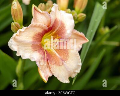 Primo piano di un grande giglio rosa di Hemerocallis, varietà Janice Brown, fiorente in un giardino Foto Stock