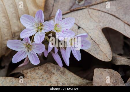 Primavera bellezza in fiore (Claytonia virginica), e USA, di Bruce Montagne/Dembinsky Photo Assoc Foto Stock