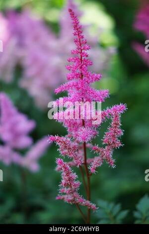 fiori di astilba rosa in giardino Foto Stock