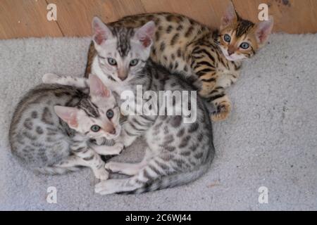 Un nido di gattini bengalesi dolci su una soffice coperta Foto Stock