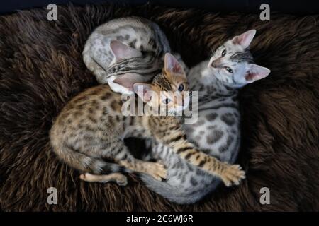 Un nido di gattini bengalesi dolci su una soffice coperta Foto Stock