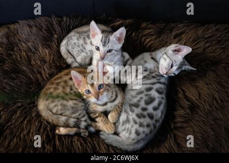 Un nido di gattini bengalesi dolci su una soffice coperta Foto Stock