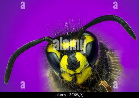 Macro colorata e dettagliata di una vespa di fiori. Primo piano dell'immagine macro. Foto Stock