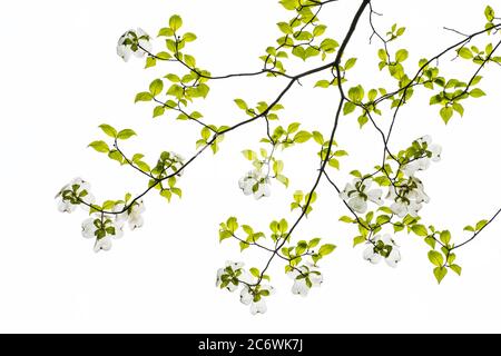 Fiore di Dogwood (Cornus florida), e USA, Primavera, di Bruce Montagne/Dembinsky Photo Assoc Foto Stock